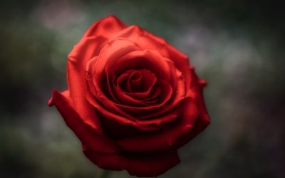 Roses aren’t always red
